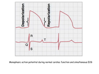 Monophasic action potential during normal cardiac function and simultaneous ECG
 
