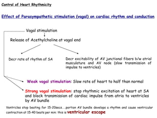 Control of Heart Rhythmicity
Effect of Parasympathetic stimulation (vagal) on cardiac rhythm and conduction
Vagal stimulation
Release of Acethylcholine at vagal end
Decr rate of rhythm of SA Decr excitability of AV junctional fibers b/w atrial
musculature and AV node (slow transmission of
impulse to ventricles)
Weak vagal stimulation: Slow rate of heart to half than normal
Strong vagal stimulation: stop rhythmic excitation of heart at SA
and block transmission of cardiac impulse from atria to ventricles
by AV bundle
Ventricles stop beating for 15-20secs….portion AV bundle develops a rhythm and cause ventricular
contraction at 15-40 beats per min: this is ventricular escape
 