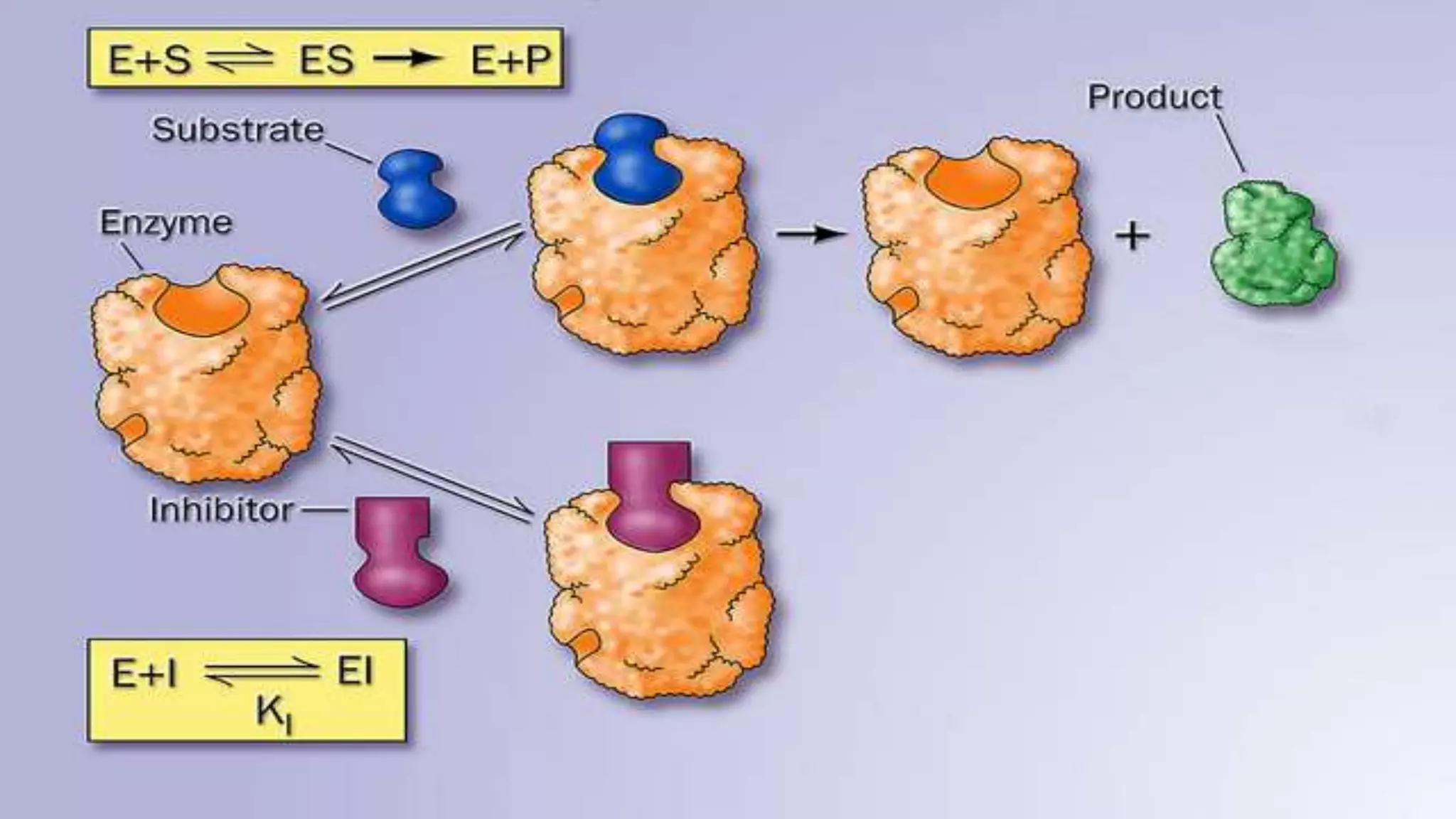 Enzyme inhibition Competitive, Non Competitive,