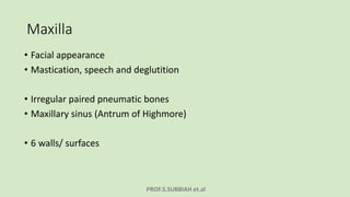 PROF.S.SUBBIAH et.al
Maxilla
• Facial appearance
• Mastication, speech and deglutition
• Irregular paired pneumatic bones
• Maxillary sinus (Antrum of Highmore)
• 6 walls/ surfaces
 