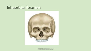 PROF.S.SUBBIAH et.al
Infraorbital foramen
 