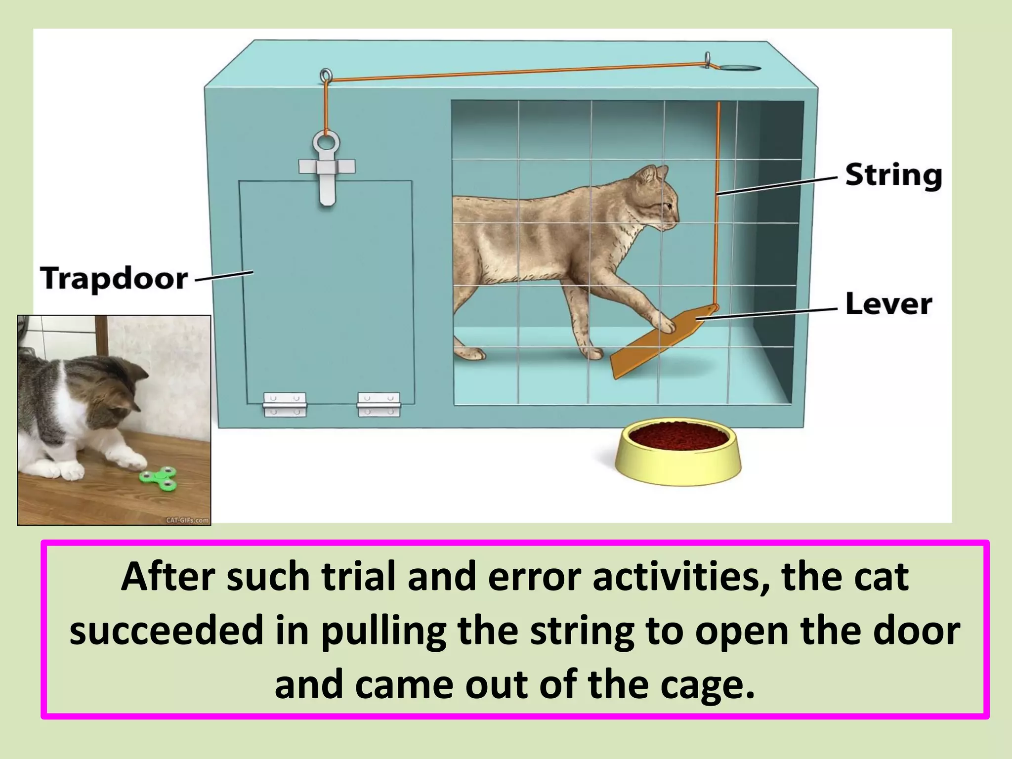 After such trial and error activities, the cat
succeeded in pulling the string to open the door
and came out of the cage.
 