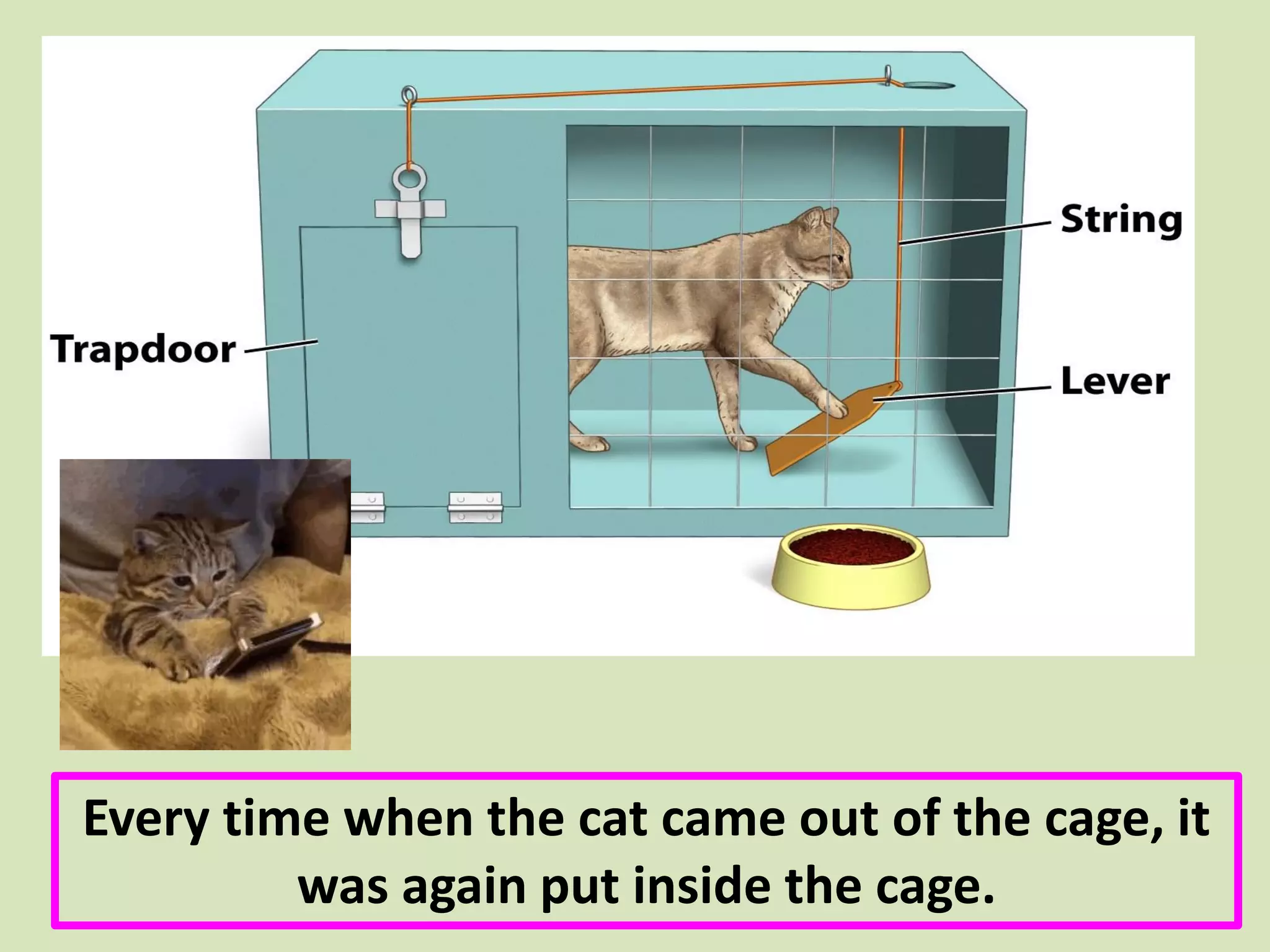 Every time when the cat came out of the cage, it
was again put inside the cage.
 
