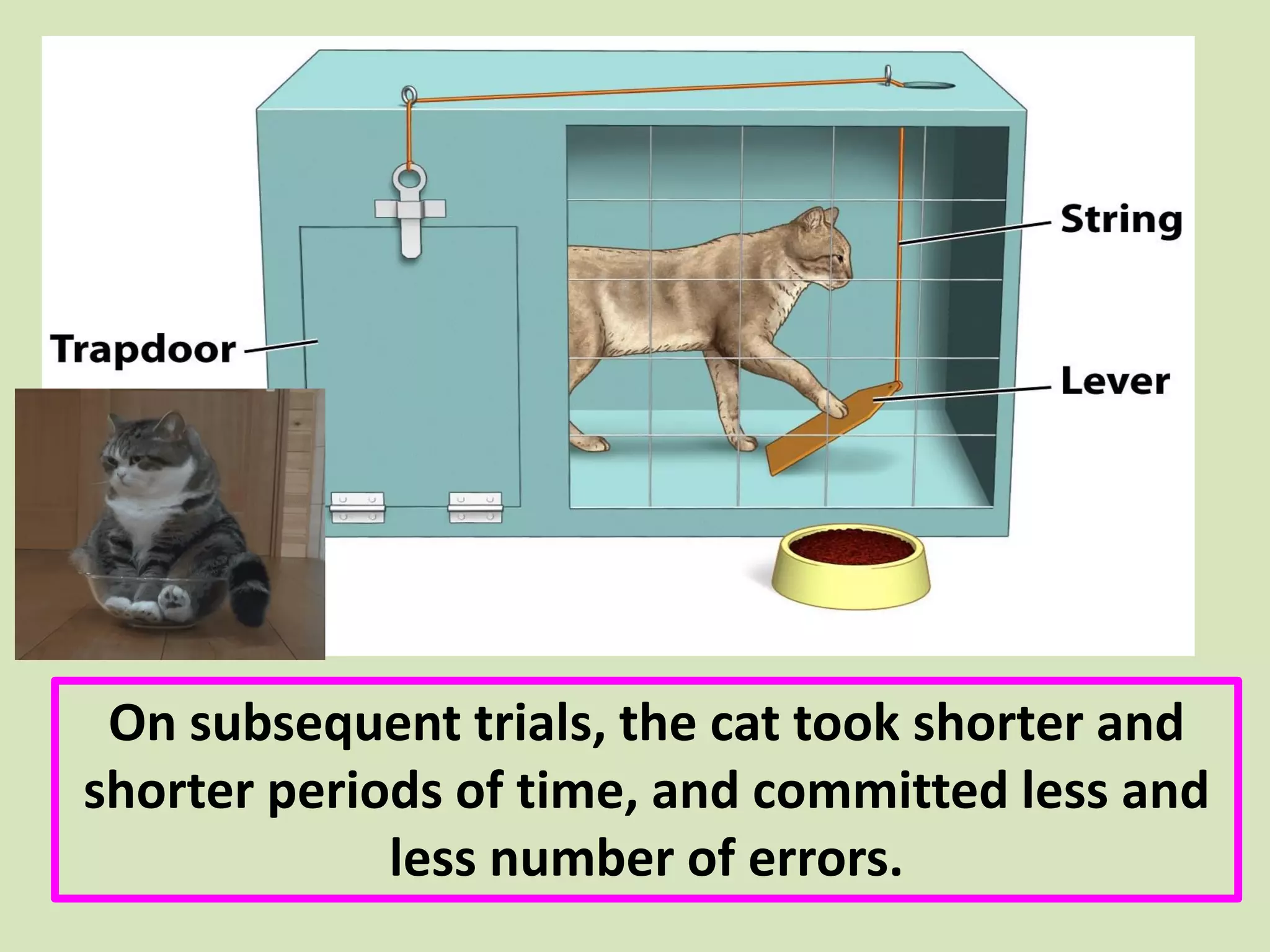 On subsequent trials, the cat took shorter and
shorter periods of time, and committed less and
less number of errors.
 