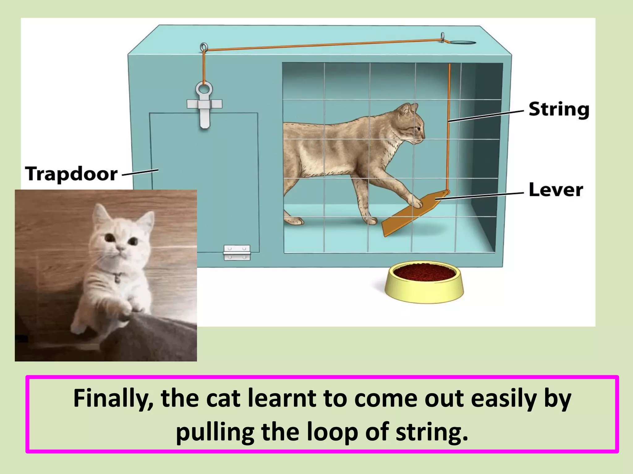 Finally, the cat learnt to come out easily by
pulling the loop of string.
 