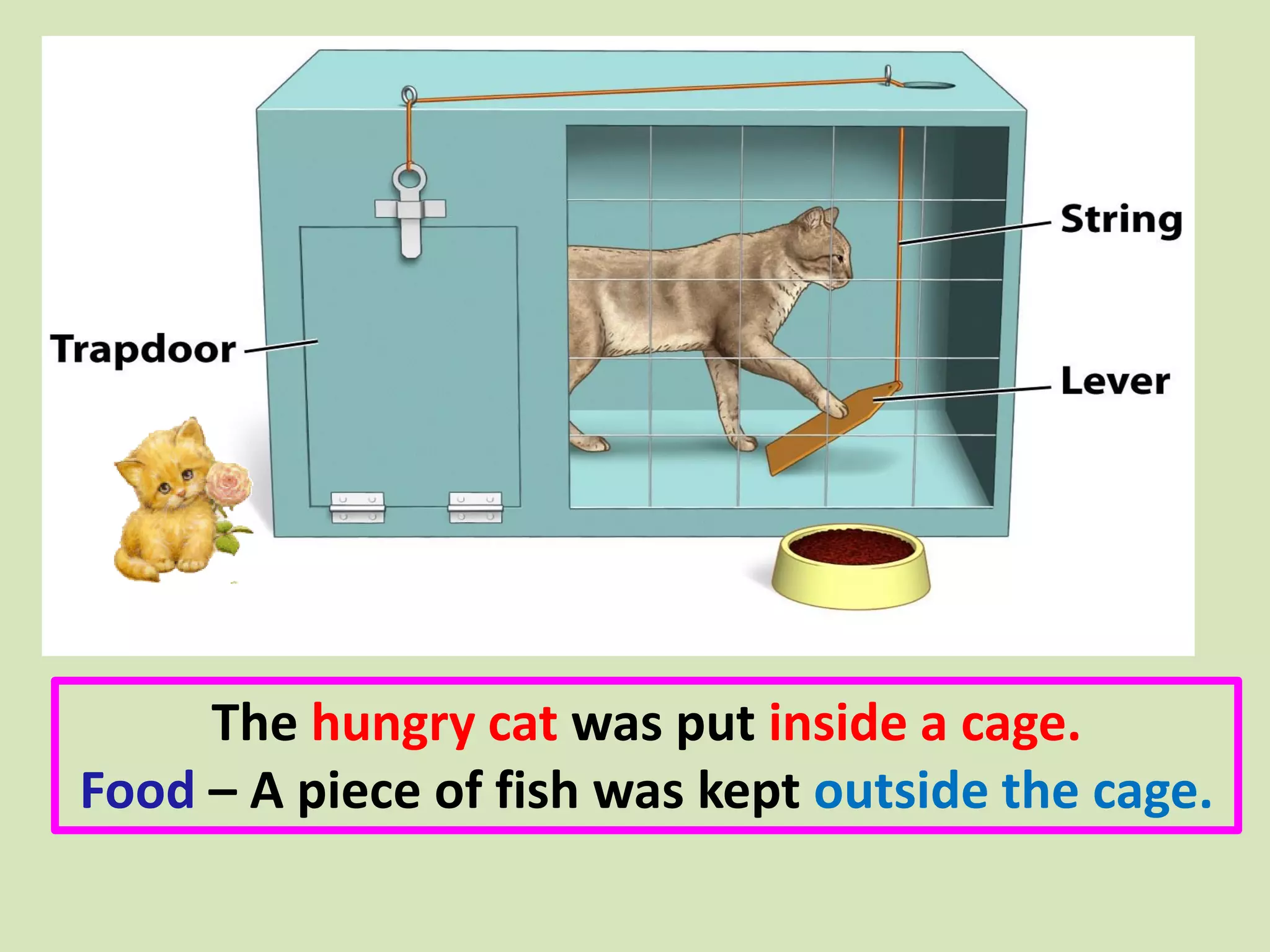 The hungry cat was put inside a cage.
Food – A piece of fish was kept outside the cage.
 