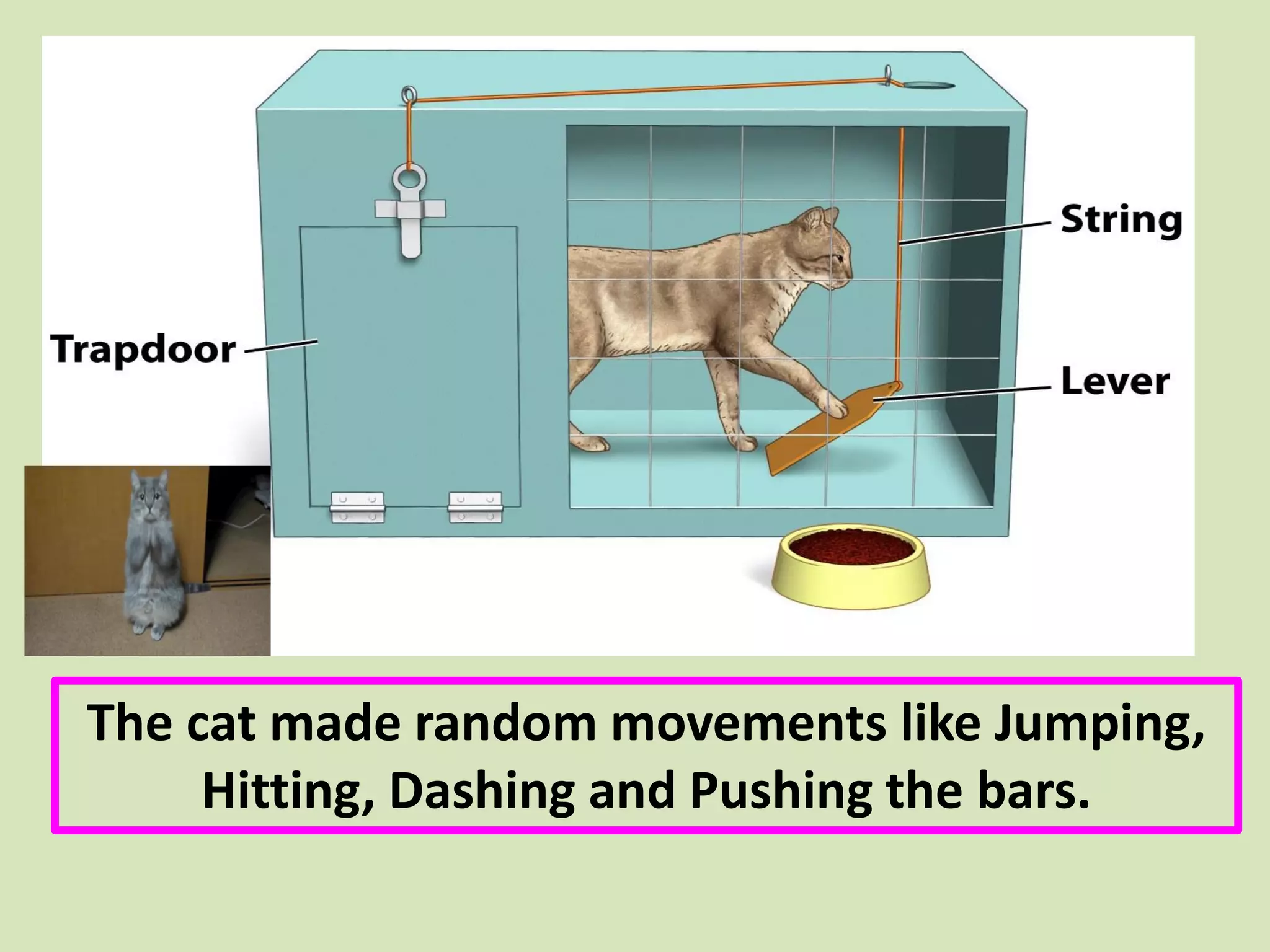 The cat made random movements like Jumping,
Hitting, Dashing and Pushing the bars.
 