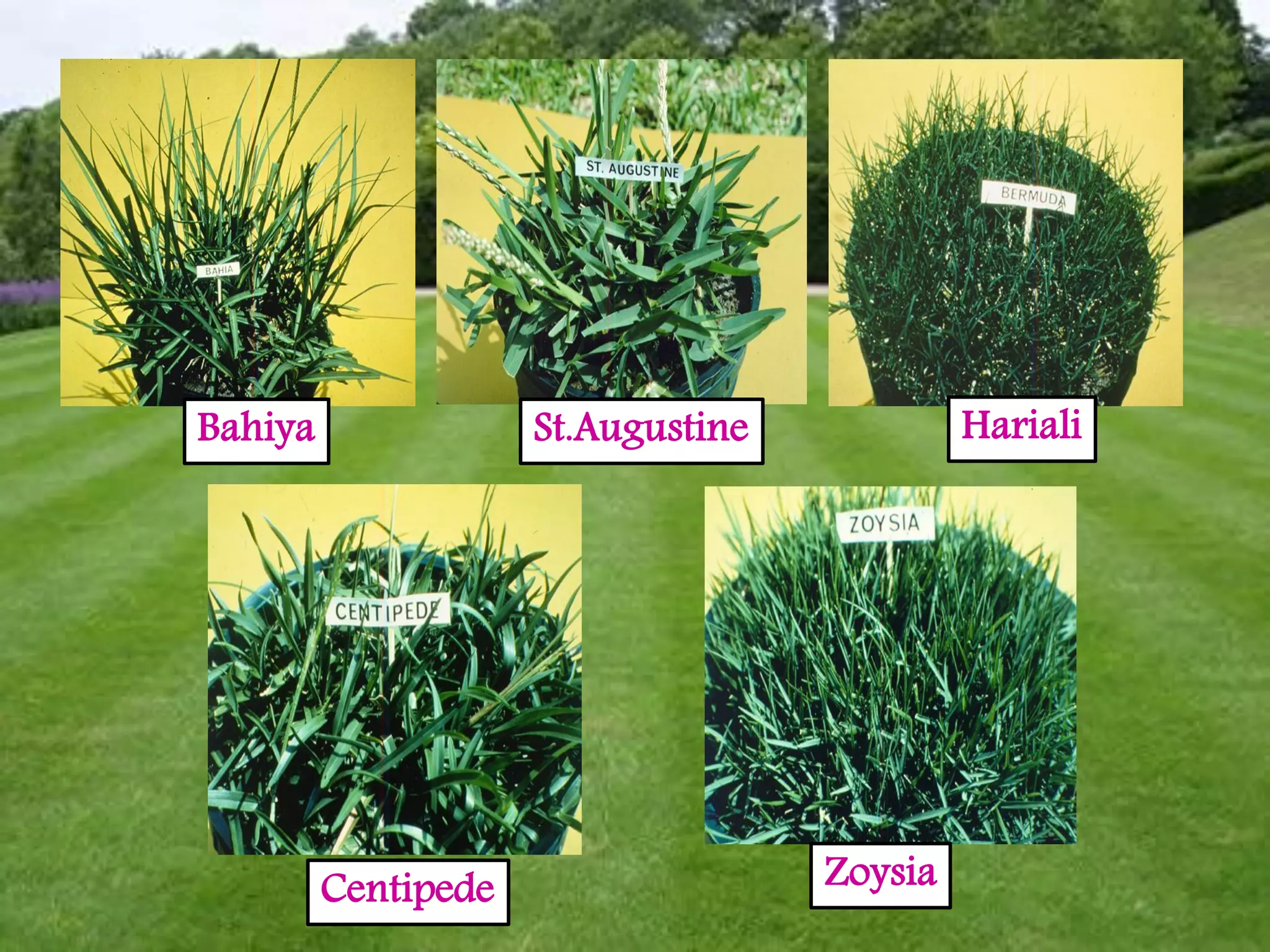Hariali
St.Augustine
Zoysia
Centipede
Bahiya
 