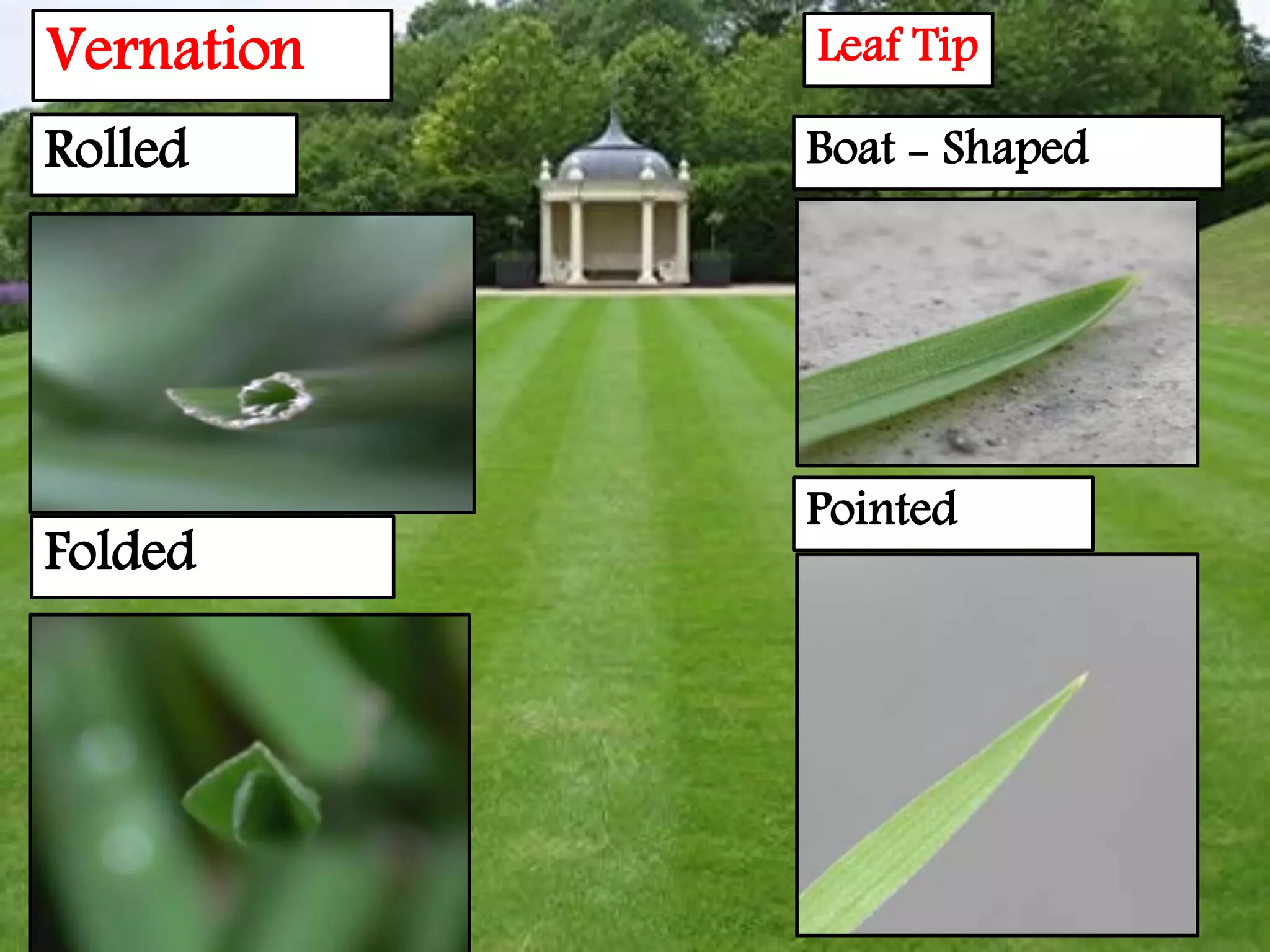 Folded
Rolled Boat - Shaped
Pointed
Vernation Leaf Tip
 