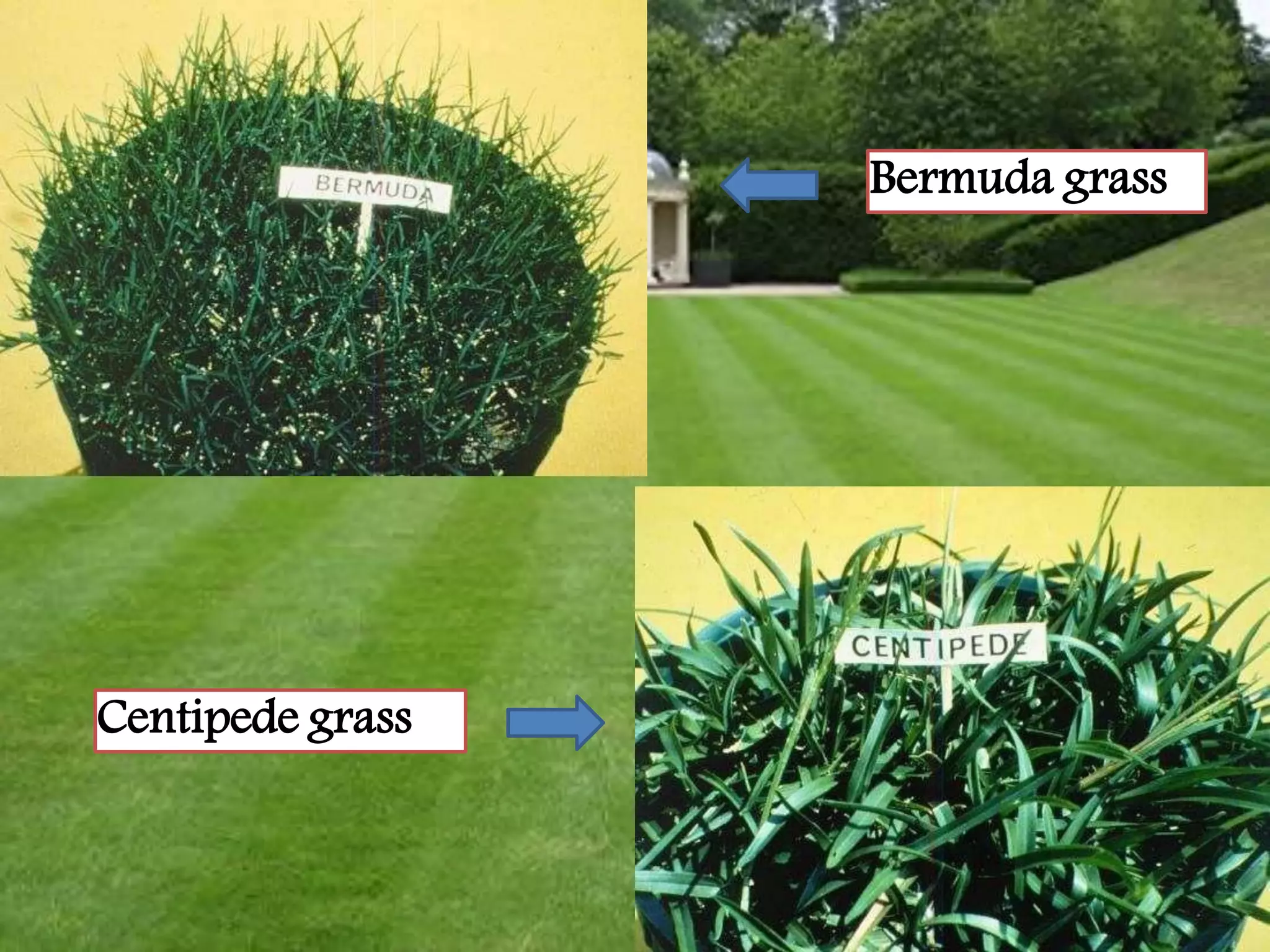 6
7
Bermuda grass
Centipede grass
 