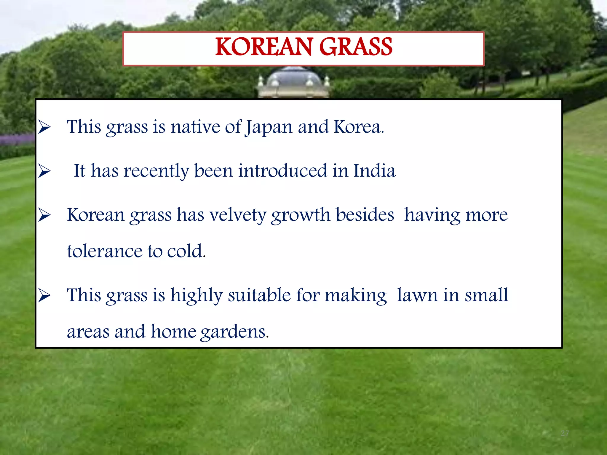 27
KOREAN GRASS
 This grass is native of Japan and Korea.
 It has recently been introduced in India
 Korean grass has velvety growth besides having more
tolerance to cold.
 This grass is highly suitable for making lawn in small
areas and home gardens.
 
