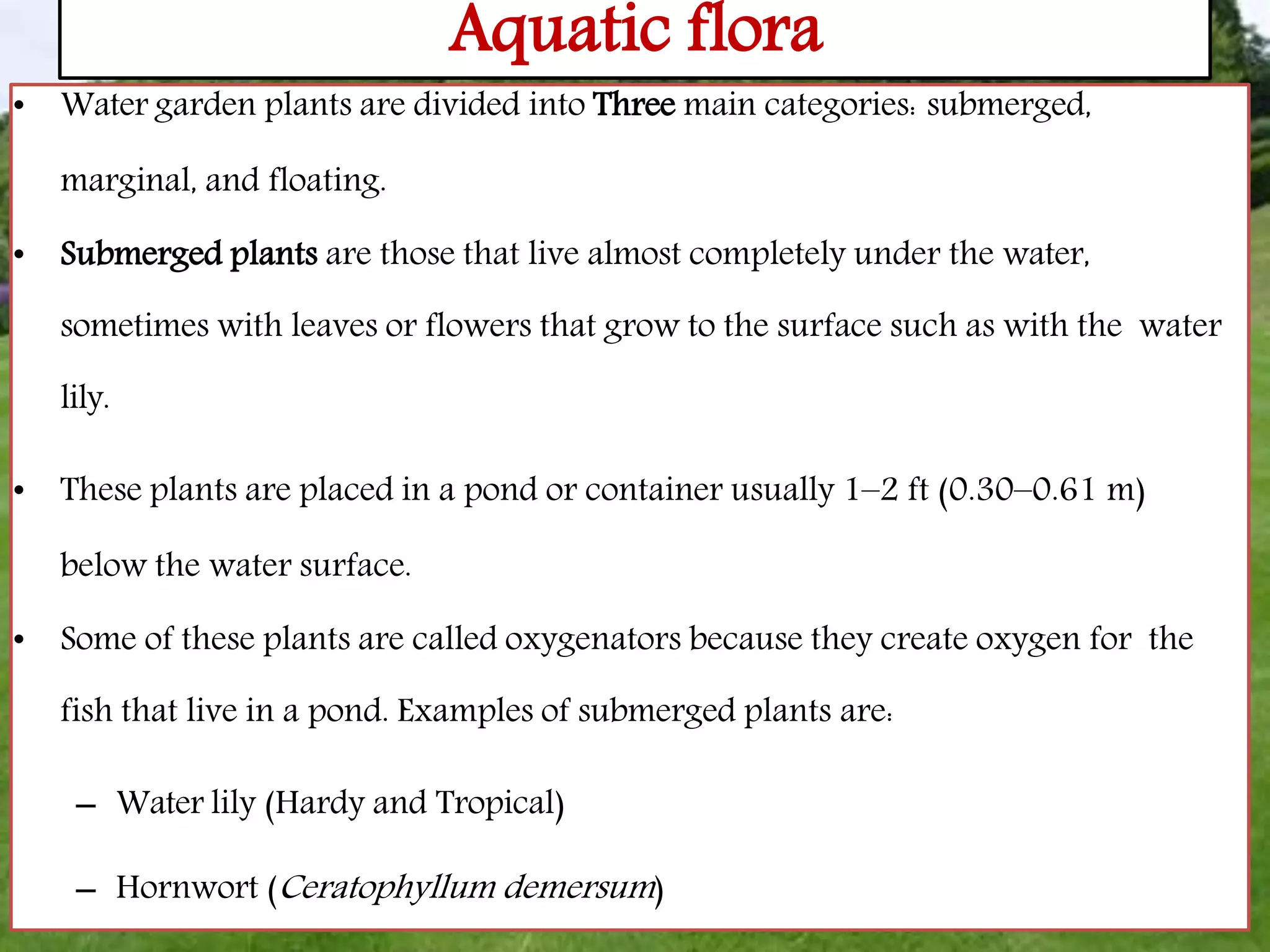 Aquatic flora
• Water garden plants are divided into Three main categories: submerged,
marginal, and floating.
• Submerged plants are those that live almost completely under the water,
sometimes with leaves or flowers that grow to the surface such as with the water
lily.
• These plants are placed in a pond or container usually 1–2 ft (0.30–0.61 m)
below the water surface.
• Some of these plants are called oxygenators because they create oxygen for the
fish that live in a pond. Examples of submerged plants are:
– Water lily (Hardy and Tropical)
– Hornwort (Ceratophyllum demersum)
 