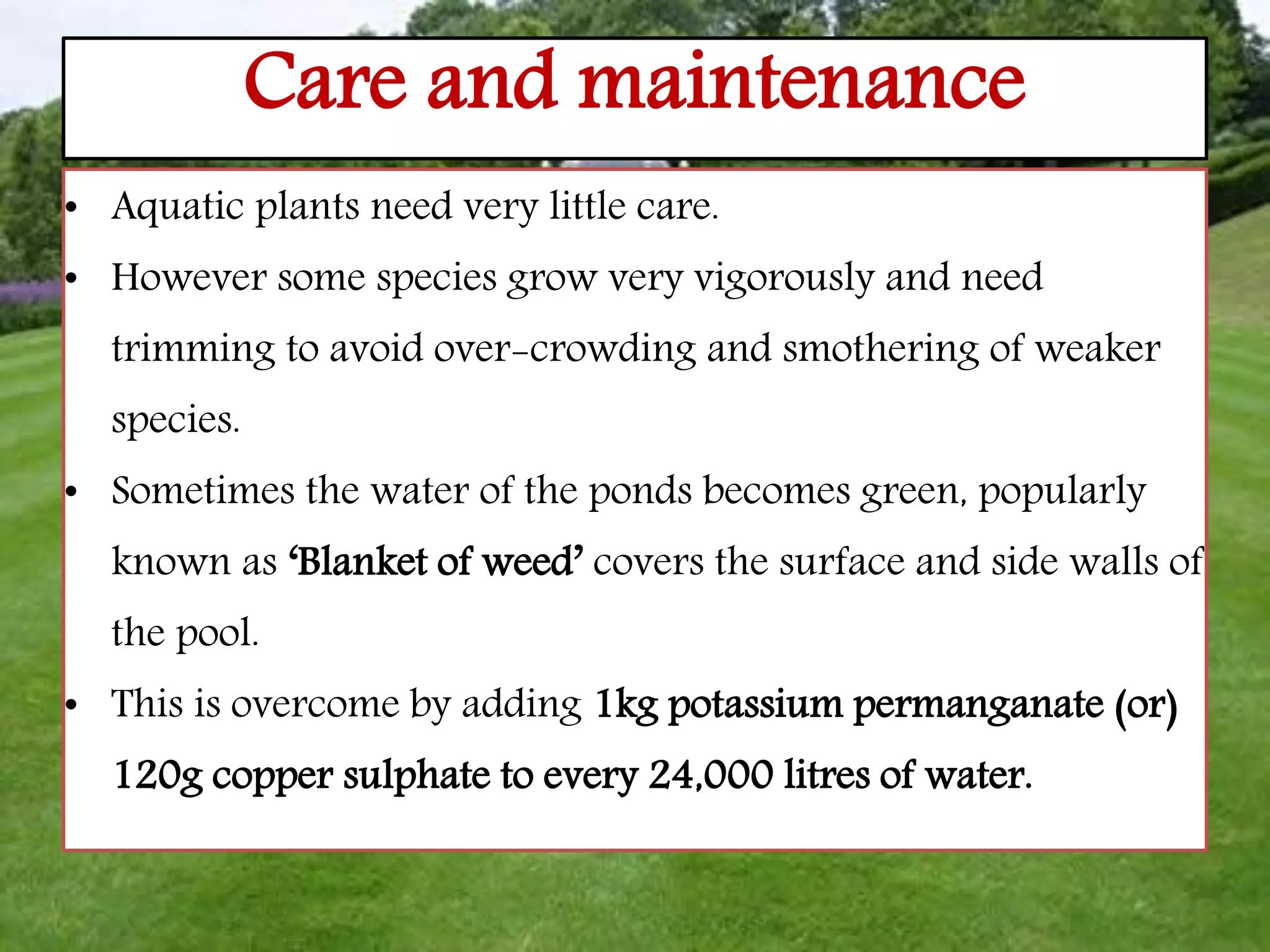 Care and maintenance
• Aquatic plants need very little care.
• However some species grow very vigorously and need
trimming to avoid over-crowding and smothering of weaker
species.
• Sometimes the water of the ponds becomes green, popularly
known as ‘Blanket of weed’ covers the surface and side walls of
the pool.
• This is overcome by adding 1kg potassium permanganate (or)
120g copper sulphate to every 24,000 litres of water.
 