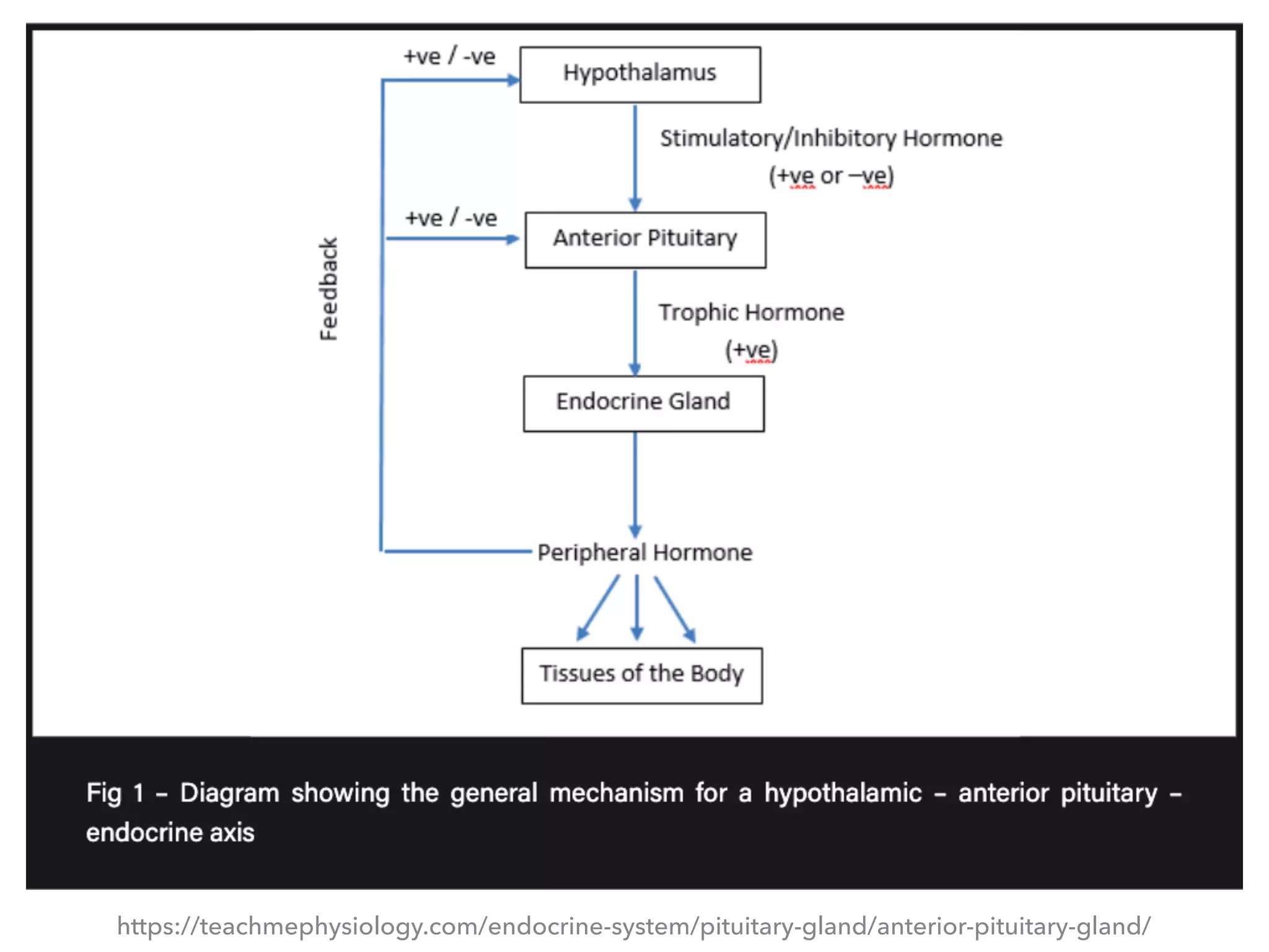 Pituitary Gland In Sheep: A Comprehensive Guide - 2zk18tn