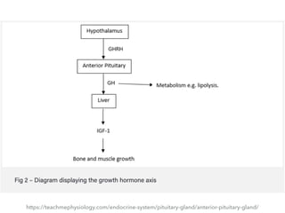 Tp Flag 4. pituitary gland | PDF