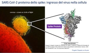 SARS CoV-2 proteina dello spike: ingresso del virus nella cellula
Progetto l’Ospeale va a Scuola
 