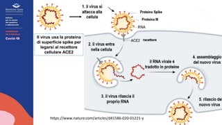 Il virus usa la proteina
di superficie spike per
legarsi al recettore
cellulare ACE2
https://www.nature.com/articles/d41586-020-01221-y
 