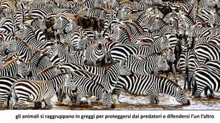 gli animali si raggruppano in greggi per proteggersi dai predatori e difendersi l’un l’altro
 