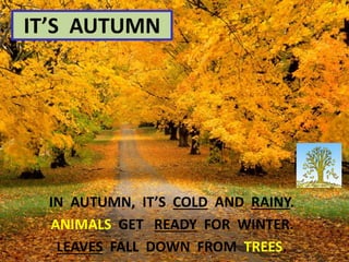 IN AUTUMN, IT’S COLD AND RAINY.
ANIMALS GET READY FOR WINTER.
LEAVES FALL DOWN FROM TREES.
IT’S AUTUMN
 