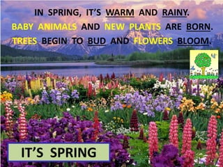 IN SPRING, IT’S WARM AND RAINY.
IT’S SPRING
BABY ANIMALS AND NEW PLANTS ARE BORN.
TREES BEGIN TO BUD AND FLOWERS BLOOM.
 