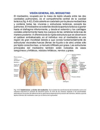 VISIÓN GENERAL DEL MEDIASTINO
El mediastino, ocupado por la masa de tejido situada entre las dos
cavidades pulmonares, es el compartimento central de la cavidad
torácica (fig.4-42).Estácubierto en cadalado porla pleura mediastínica
y contiene todas las vísceras y estructuras torácicas, excepto los
pulmones.Elmediastino se extiende desde laapertura torácica superior
hasta el diafragma inferiormente, y desde el esternón y los cartílagos
costales anteriormente hasta los cuerpos de las vértebras torácicas de
manera posterior.A diferenciade la rígida estructura que se observaen
el cadáver embalsamado, en el individuo vivo el mediastino es una
región de gran movilidad debido a que consta fundamentalmente de
estructuras viscerales huecas (llenas de líquido o de aire) unidas sólo
por tejido conectivo laxo, a menudo infiltrado por grasa. Las estructuras
principales del mediastino también están rodeadas de vasos
sanguíneos y linfáticos, nódulos linfáticos, nervios y grasa.
Fig. 4-42.Subdivisiones y niveles del mediastino. Se muestran las subdivisiones del mediastino como si el
individuo estuviese en posición de decúbito supino. El nivel de las vísceras respecto a las subdivisiones
definidas por los puntos de referencia de la caja torácica depende de la posición del individuo,debido a que los
tejidos blandos del mediastino caen por la fuerza de la gravedad.
 