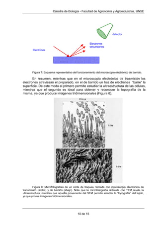 WRUQLOORVGHUHJXODFLyQ
(O SULPHU PLFURVFRSLR FRPSXHVWR IXH FRQVWUXLGR HQ  SRU  HO KRODQGpV
=DFDUtDV+DQVVHQKLMRGHXQWDOODGRUGHFULVWDOHV8QRVDxRVGHVSXpVHOLWDOLDQR
*DOLOHR*DOLOHLWDPELpQGHVDUUROOyPLFURVFRSLRVFRPSXHVWRVPXLQWHUHVDQWHV
)LJXUD 
