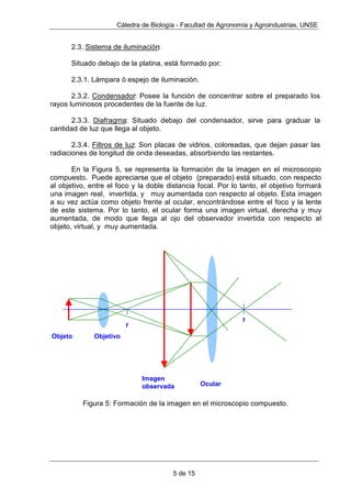 )LJXUD @ RQVWUXtD PLFURVFRSLRV VLPSOHV FRQ
OHQWHV FRQYH[DV TXH pO PLVPR SXOtD FRQ ODV TXH UHDOL]y GLYHUVDV REVHUYDFLRQHV
(VWXGLyODFRPSRVLFLyQGHODVDQJUHREVHUYySURWR]RRVGHVFXEULyODVEDFWHULDV
 