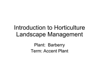 Introduction to Horticulture Landscape Management Plant:  Barberry Term: Accent Plant 