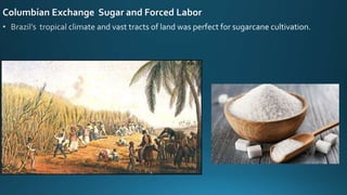 Columbian Exchange Sugar and Forced Labor
 