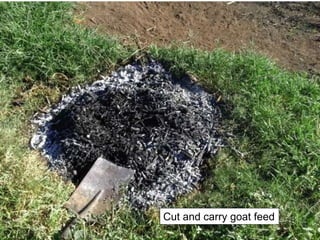 Cut and carry goat feed
 