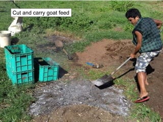 Cut and carry goat feed
 