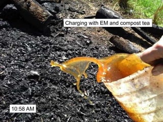 Charging with EM and compost tea
10:58 AM
 