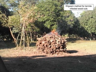 Wigwam method for termite
infested wood cuts
 