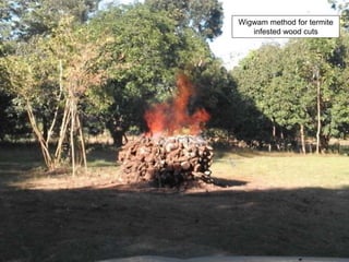 Wigwam method for termite
infested wood cuts
 