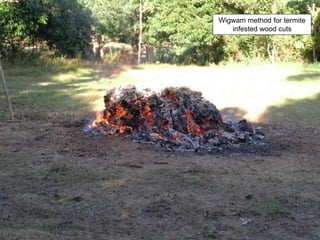 Wigwam method for termite
infested wood cuts
 