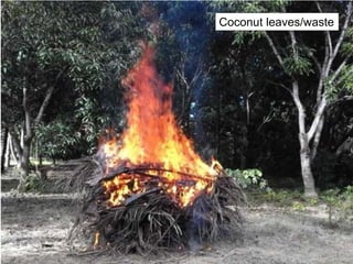 Coconut leaves/waste
 