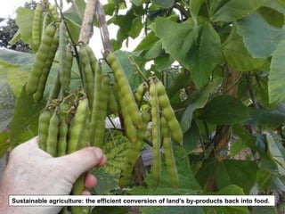 Sustainable agriculture: the efficient conversion of land’s by-products back into food.
 