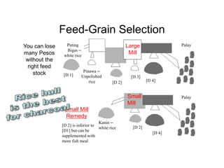 [D 2] is inferior to
[D1] but can be
supplemented with
more fish meal
Feed-Grain Selection
[D 1] [D 3]
[D 4]
[D 2]
Puting
Bigas –
white rice
Pinawa –
Unpolished
rice
[D 4]
[D 2]
Kanin –
white rice
Palay
Palay
Small
Mill
Large
Mill
Small Mill
Remedy
You can lose
many Pesos
without the
right feed
stock
 
