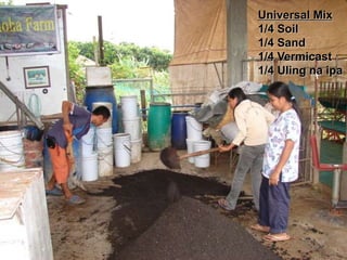 Universal Mix
1/4 Soil
1/4 Sand
1/4 Vermicast
1/4 Uling na ipa
 