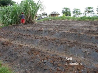 Soil
amendment
 