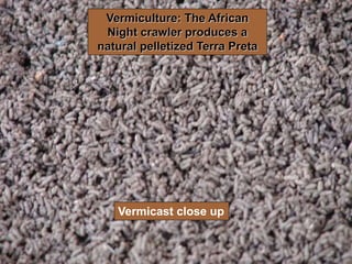 Vermicast close up
Vermiculture: The African
Night crawler produces a
natural pelletized Terra Preta
 