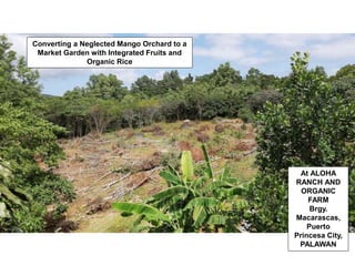 Converting a Neglected Mango Orchard to a
Market Garden with Integrated Fruits and
Organic Rice
At ALOHA
RANCH AND
ORGANIC
FARM
Brgy.
Macarascas,
Puerto
Princesa City,
PALAWAN
 