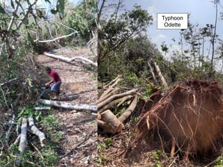 Typhoon
Odette
 