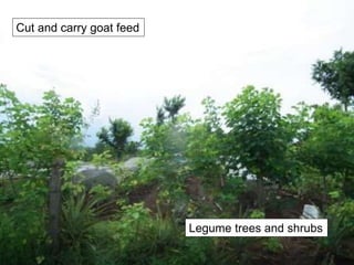 Cut and carry goat feed
Legume trees and shrubs
 