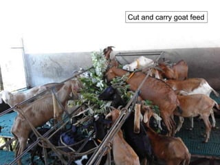 Cut and carry goat feed
 