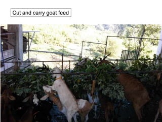 Cut and carry goat feed
 
