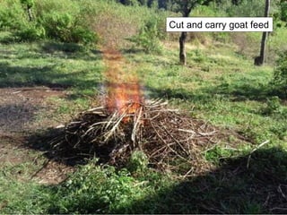 Cut and carry goat feed
 