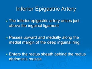 Inferior Epigastric Artery
 The inferior epigastric artery arises just
above the inguinal ligament
 Passes upward and medially along the
medial margin of the deep inguinal ring
 Enters the rectus sheath behind the rectus
abdominis muscle
 