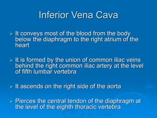 Inferior Vena Cava
 It conveys most of the blood from the body
below the diaphragm to the right atrium of the
heart
 It is formed by the union of common iliac veins
behind the right common iliac artery at the level
of fifth lumbar vertebra
 It ascends on the right side of the aorta
 Pierces the central tendon of the diaphragm at
the level of the eighth thoracic vertebra
 