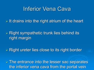 Inferior Vena Cava
 It drains into the right atrium of the heart
 Right sympathetic trunk lies behind its
right margin
 Right ureter lies close to its right border
 The entrance into the lesser sac separates
the inferior vena cava from the portal vein
 